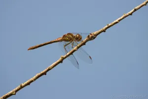 03102025-IMG_7270-Avec accentuation-Bruit.jpg