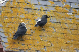 21032025-IMG_6584.jpg