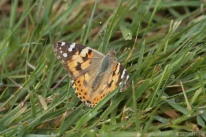 IMG_8466.jpg