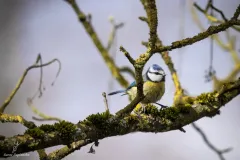 Mésange bleue