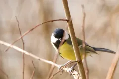 Mésange charbonnière