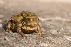 Crapauds communs