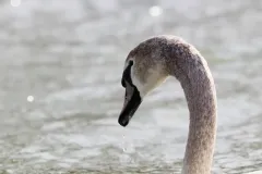 Cygne tuberculé