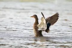 Canard colvert