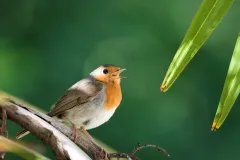 Rouge-gorge familier