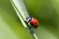 Coccinelle à sept points