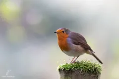 Rouge-gorge familier