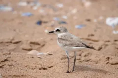 Gravelot à collier interrompu juvénile