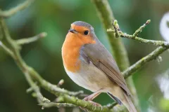 Rouge-gorge familier