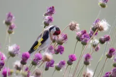 Chardonneret élégant