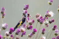 Chardonneret élégant