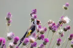 Chardonneret élégant