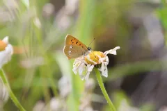 Cuivré de la Verge d'or