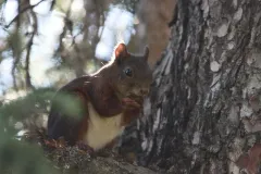 Écureuil roux