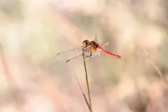 Libellule non identifiée