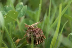 Grillon non identifié