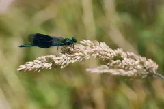 Caloptéryx éclatant