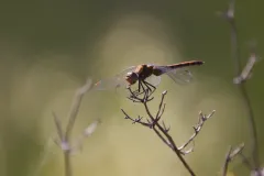 Libellule non identifiée