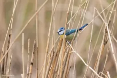 Mésange bleue