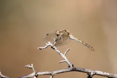 Libellule non identifiée