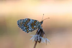 Mélitée des Centaurées