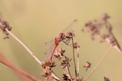 Libellule non identifiée