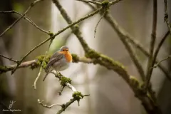 Rouge-gorge familier