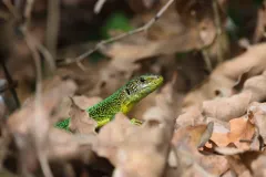 Lézard vert