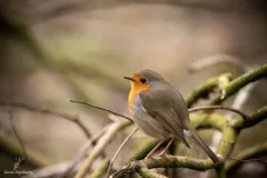 Rouge-gorge familier