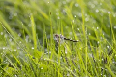 Libellule non identifiée